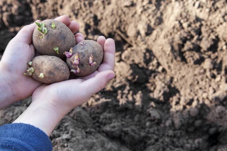 Производство сложных белков из картофеля